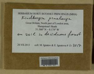 Kindbergia praelonga (Hedw.) Ochyra, Bryophytes, Bryophytes - Western Europe (BEu) (United Kingdom)