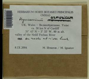 Hyocomium armoricum (Brid.) Wijk & Margad., Bryophytes, Bryophytes - Western Europe (BEu) (United Kingdom)