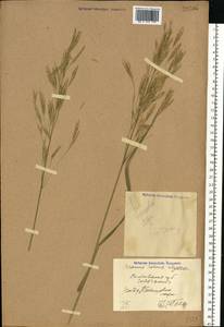 Bromus inermis Leyss., Eastern Europe, North Ukrainian region (E11) (Ukraine)