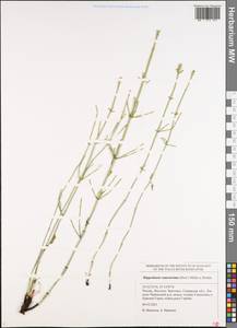 Equisetum ramosissimum Desf., Eastern Europe, Middle Volga region (E8) (Russia)