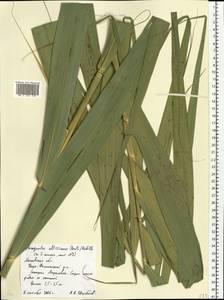 Phragmites australis subsp. isiacus (Arcang.) ined., Eastern Europe, Moscow region (E4a) (Russia)
