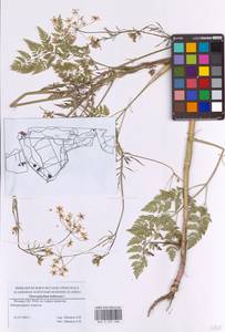 Chaerophyllum bulbosum L., Eastern Europe, Moscow region (E4a) (Russia)