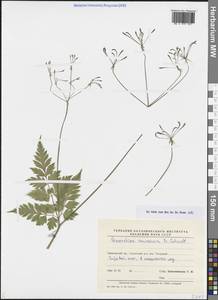 Osmorhiza aristata (Thunb.) Rydb., Siberia, Russian Far East (S6) (Russia)