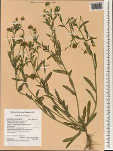 Calendula arvensis L., South Asia, South Asia (Asia outside ex-Soviet states and Mongolia) (ASIA) (Cyprus)