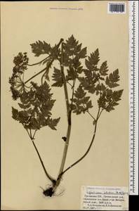 Selinum alatum (M. Bieb.) Hand, Caucasus, Georgia (K4) (Georgia)
