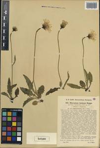 Hieracium pallescens subsp. subgelmianum (Murr & Zahn) Gottschl., Western Europe (EUR) (Austria)