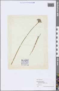 Allium angulosum L., Eastern Europe, Central region (E4) (Russia)