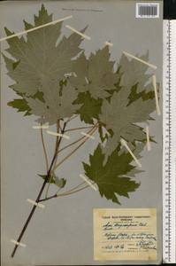 Acer saccharinum L., Eastern Europe, Moscow region (E4a) (Russia)