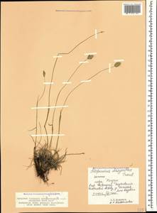 Alopecurus dasyanthus Trautv., Caucasus, Dagestan (K2) (Russia)