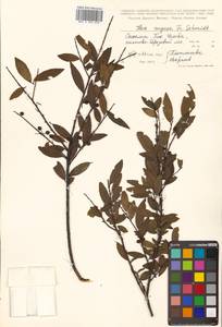 Ilex rugosa F.Schmidt, Siberia, Russian Far East (S6) (Russia)