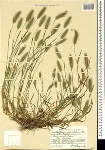 Hordeum marinum subsp. gussoneanum (Parl.) Thell., Crimea (KRYM) (Russia)
