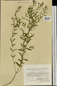 Scutellaria scordiifolia Fisch. ex Schrank, Siberia, Altai & Sayany Mountains (S2) (Russia)