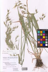 Avena sterilis L., Eastern Europe, Central forest-and-steppe region (E6) (Russia)