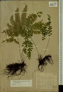 Adiantum pedatum L., Siberia, Russian Far East (S6) (Russia)