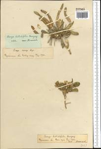 Leiospora bellidifolia (Danguy) Botsch. & Pachom., Middle Asia, Pamir & Pamiro-Alai (M2)