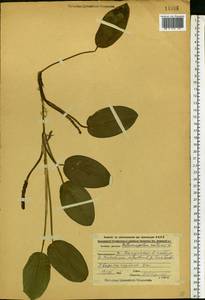Potamogeton natans L., Eastern Europe, Central region (E4) (Russia)