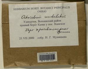 Atrichum undulatum (Hedw.) P. Beauv., Bryophytes, Bryophytes - Permsky Krai, Udmurt Republic, Sverdlovsk & Kirov Oblasts (B8) (Russia)