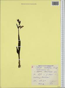 Ophrys scolopax subsp. cornuta (Steven) E.G.Camus, Caucasus, Black Sea Shore (from Novorossiysk to Adler) (K3) (Russia)