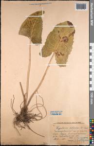 Ligularia sibirica (L.) Cass., Middle Asia, Northern & Central Kazakhstan (M10) (Kazakhstan)