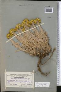 Helichrysum maracandicum Popov ex Kirp., Middle Asia, Western Tian Shan & Karatau (M3) (Kazakhstan)