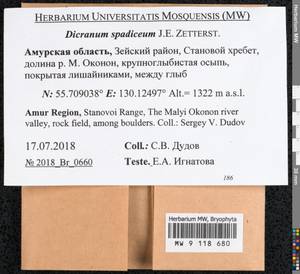 Dicranum spadiceum J.E. Zetterst., Bryophytes, Bryophytes - Russian Far East (excl. Chukotka & Kamchatka) (B20) (Russia)