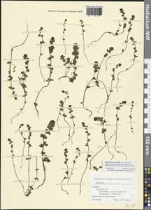 Euphrasia, Eastern Europe, Northern region (E1) (Russia)