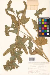 Atriplex hortensis L., Eastern Europe, Moscow region (E4a) (Russia)