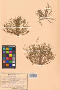 Coleanthus subtilis (Tratt.) Seidel ex Roem. & Schult., Siberia, Russian Far East (S6) (Russia)
