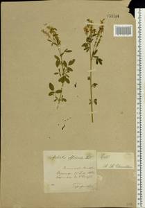 Melilotus officinalis (L.) Lam., Eastern Europe, Central forest-and-steppe region (E6) (Russia)