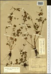 Potentilla centigrana Maxim., Siberia, Russian Far East (S6) (Russia)