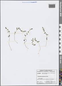 Cystopteris dickieana R. Sim, Siberia, Central Siberia (S3) (Russia)