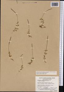Epilobium anagallidifolium Lam., America (AMER) (Canada)