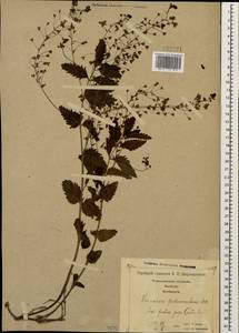 Veronica peduncularis M. Bieb., Caucasus, Georgia (K4) (Georgia)