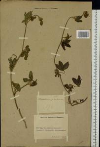Trifolium pratense L., Eastern Europe, Rostov Oblast (E12a) (Russia)