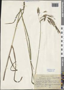 Bromus inermis Leyss., Siberia, Baikal & Transbaikal region (S4) (Russia)