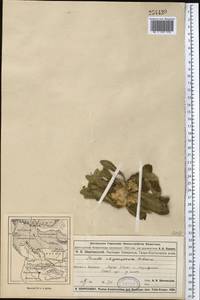 Pentanema rhizocephalum (Schrenk) Sennikov, Middle Asia, Dzungarian Alatau & Tarbagatai (M5) (Kazakhstan)