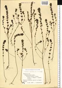 Euphrasia ×vernalis List, Siberia, Western Siberia (S1) (Russia)