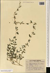 Aerva javanica (Burm. f.) Juss. ex Schult., South Asia, South Asia (Asia outside ex-Soviet states and Mongolia) (ASIA) (India)