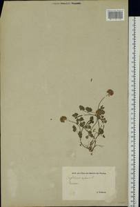 Trifolium repens L., Eastern Europe, Estonia (E2c) (Estonia)