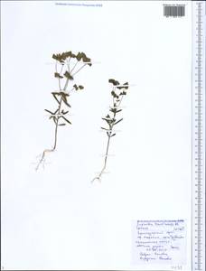 Euphorbia taurinensis All., Caucasus, Black Sea Shore (from Novorossiysk to Adler) (K3) (Russia)