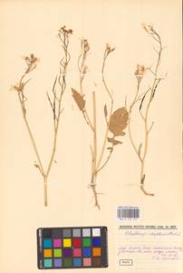 Raphanus raphanistrum L., Eastern Europe, Middle Volga region (E8) (Russia)