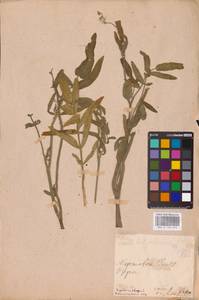 Sium latifolium L., Eastern Europe, Middle Volga region (E8) (Russia)