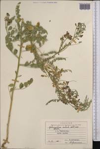 Sphaerophysa salsula (Pall.)DC., Middle Asia, Syr-Darian deserts & Kyzylkum (M7) (Uzbekistan)