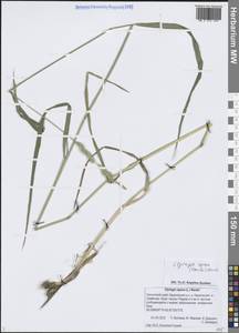 Elymus repens (L.) Gould, Siberia, Chukotka & Kamchatka (S7) (Russia)