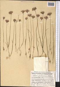 Allium griffithianum Boiss., Middle Asia, Western Tian Shan & Karatau (M3) (Tajikistan)
