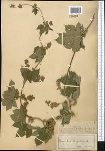 Humulus lupulus L., Middle Asia, Muyunkumy, Balkhash & Betpak-Dala (M9) (Kazakhstan)