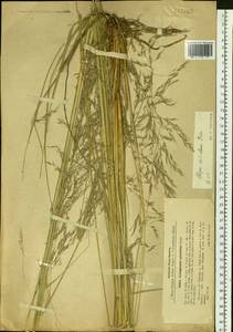 Neotrinia splendens (Trin.) M.Nobis, P.D.Gudkova & A.Nowak, Siberia, Baikal & Transbaikal region (S4) (Russia)