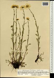 Tripleurospermum ambiguum (Ledeb.) Franch. & Sav., Mongolia (MONG) (Mongolia)