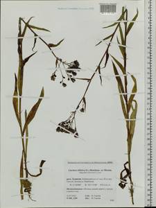 Lactuca sibirica (L.) Maxim., Siberia, Baikal & Transbaikal region (S4) (Russia)