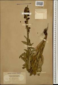 Digitalis ferruginea L., Caucasus, Azerbaijan (K6) (Azerbaijan)